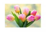Foto: 16.04.2020  Jak rośnie tulipan?