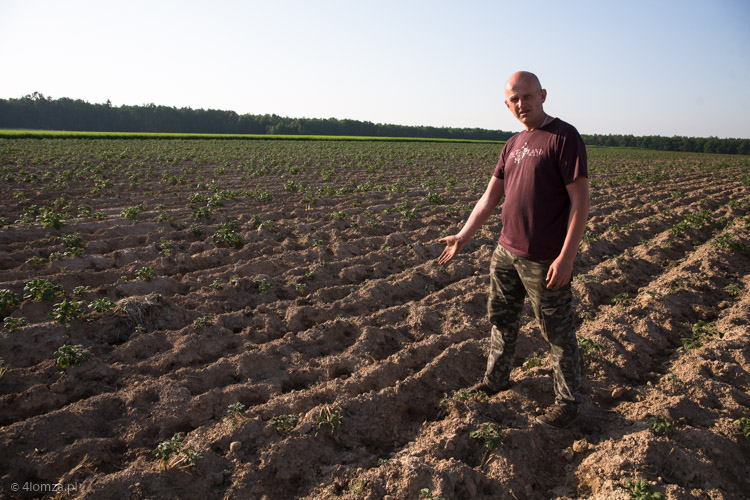 Leszek Makowski na swoim polu pokazuje miejsca, gdzie dziki wyżarły ziemniaki