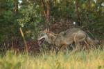 Foto: Wilk w Czerwonym Borze, fot. Robert Bałdyga
