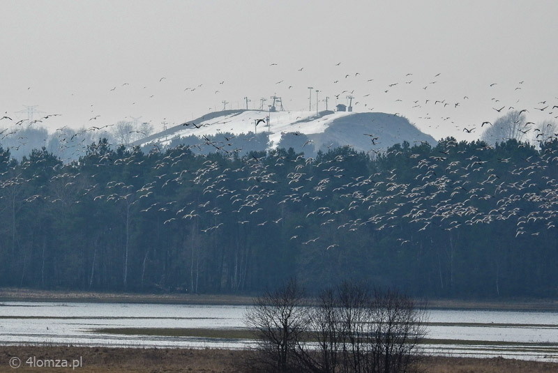 Rozlewiska Narwi w okolicy Rakowa widziane z wieży widokowej: przeloty ptaków, a w tle stok w Rybnie, Łomżyński Park Krajobrazowy Doliny Narwi
