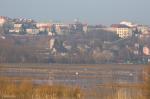 Foto: Żerujące gęsi na rozlewiskach Narwi pod Łomżą (wtorek 16.03.2021)