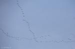 Foto: Niebo nad Łomżą, żurawie