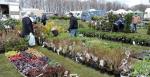 Foto: Wracają targi ogrodnicze w Szepietowie
