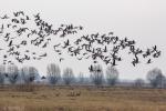 Foto: Wiosenne przeloty ptaków nad Biebrzą