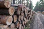Foto: W Nadleśnictwie Łomża wzrosła sprzedaż drewna