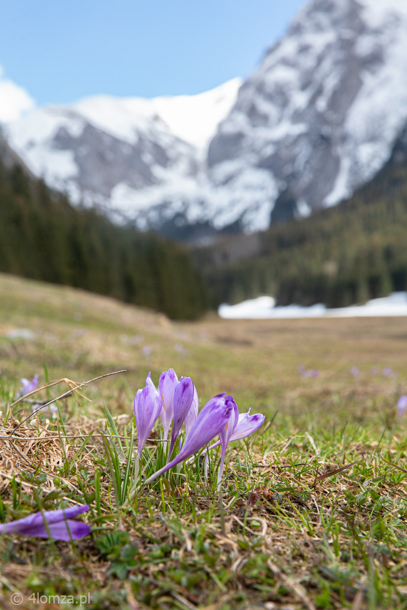 Dolina Małej Łąki, Tatry