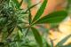 Marihuana zabezpieczona przez łomżyńskich policjantów