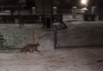 Foto: Dzika Łomża