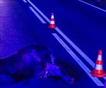 Foto: Kolizja z łosiem