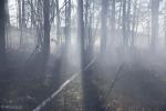 Foto: Pożar pod Taraskowem