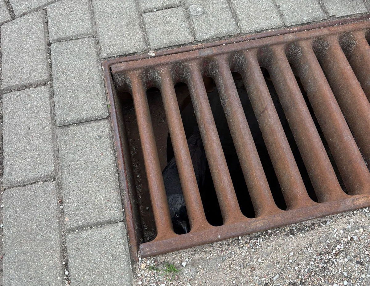 Główne zdjęcie